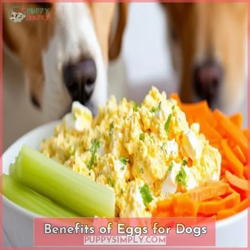 Benefits of Eggs for Dogs