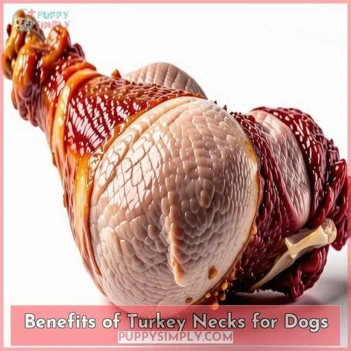 Benefits of Turkey Necks for Dogs
