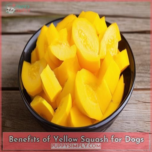 Benefits of Yellow Squash for Dogs
