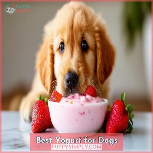 Best Yogurt for Dogs