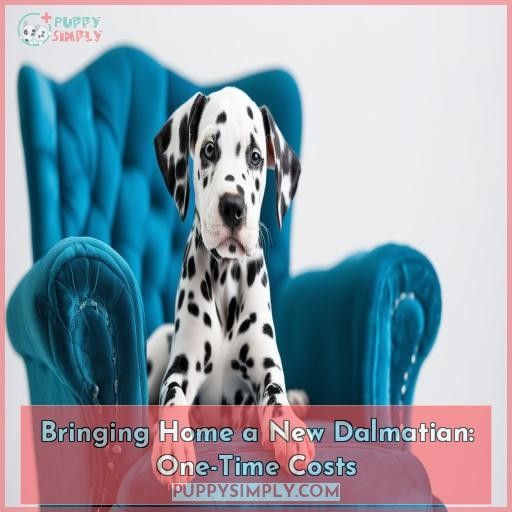 Bringing Home a New Dalmatian: One-Time Costs