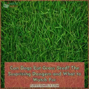 can dogs eat grass seed