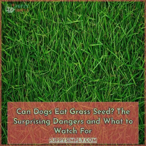Can Dogs Eat Grass Seed? The Surprising Dangers and What to Watch For