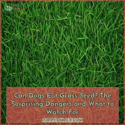 can dogs eat grass seed