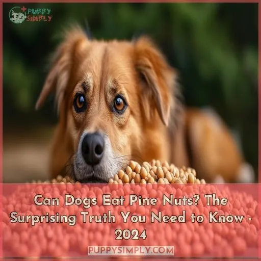 can dogs eat pine nuts