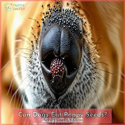 Can Dogs Eat Poppy Seeds