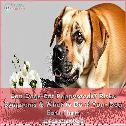 can dogs eat poppyseeds
