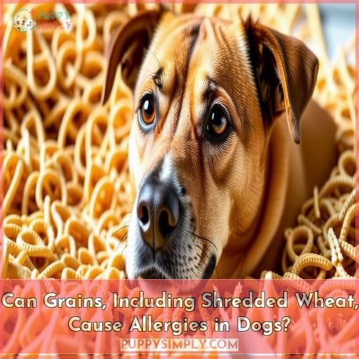 Can Grains, Including Shredded Wheat, Cause Allergies in Dogs