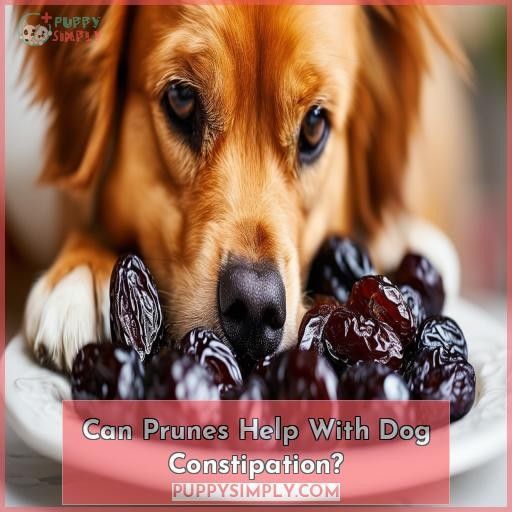 Can Prunes Help With Dog Constipation