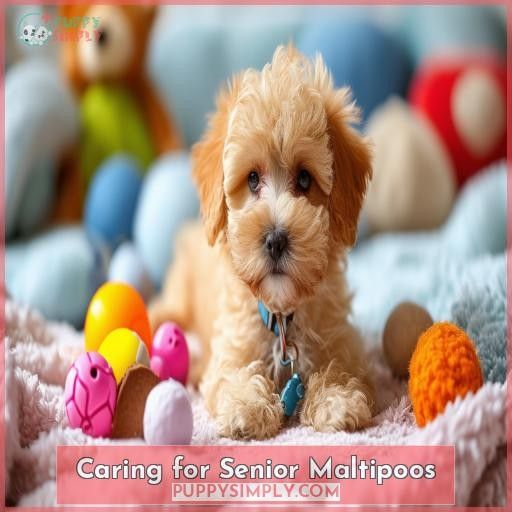 Caring for Senior Maltipoos