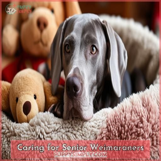 Caring for Senior Weimaraners