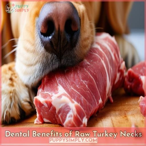 Dental Benefits of Raw Turkey Necks