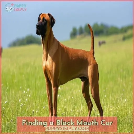 Finding a Black Mouth Cur