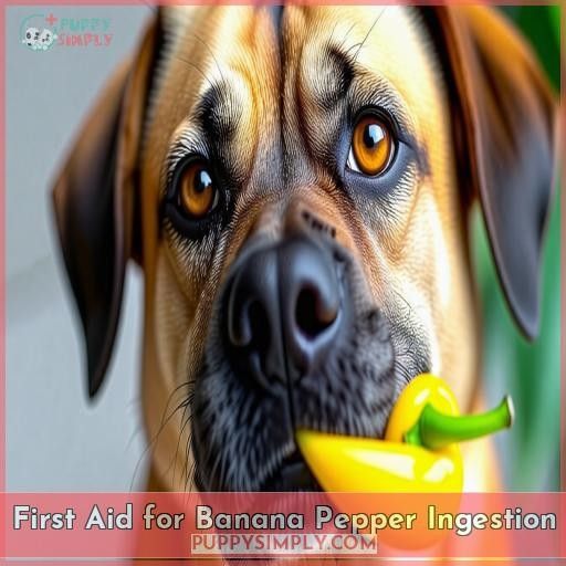 First Aid for Banana Pepper Ingestion