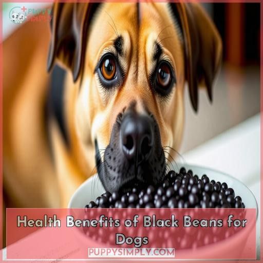 Health Benefits of Black Beans for Dogs