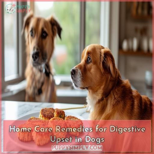 Home Care Remedies for Digestive Upset in Dogs