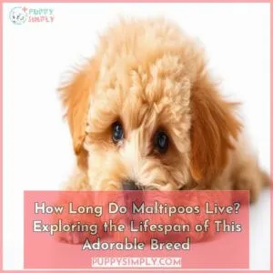 how long do maltipoos live