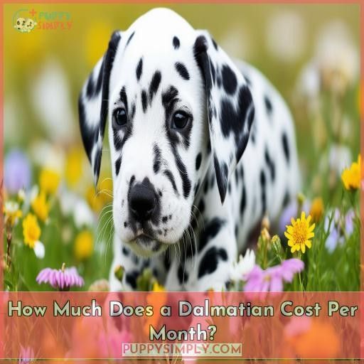 How Much Does a Dalmatian Cost Per Month