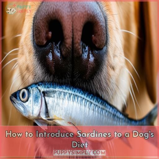 How to Introduce Sardines to a Dog