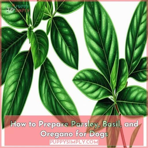 How to Prepare Parsley, Basil, and Oregano for Dogs