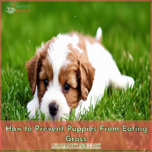 How to Prevent Puppies From Eating Grass