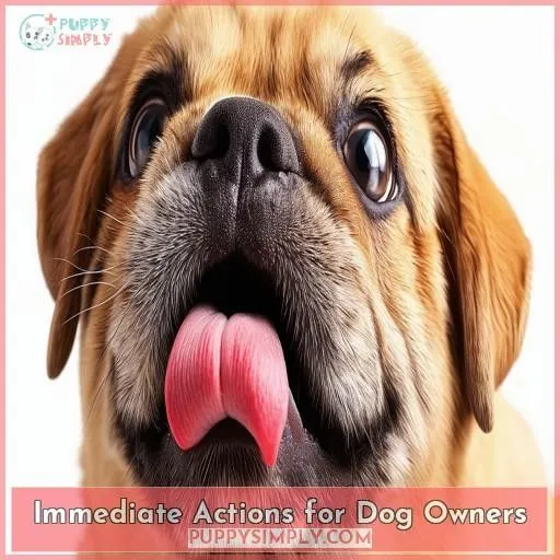 Immediate Actions for Dog Owners