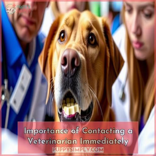 Importance of Contacting a Veterinarian Immediately