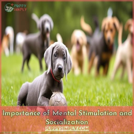 Importance of Mental Stimulation and Socialization