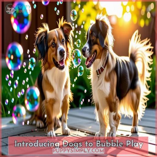 Introducing Dogs to Bubble Play