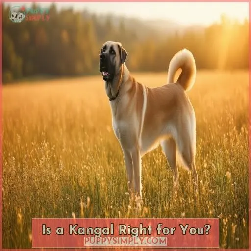Is a Kangal Right for You