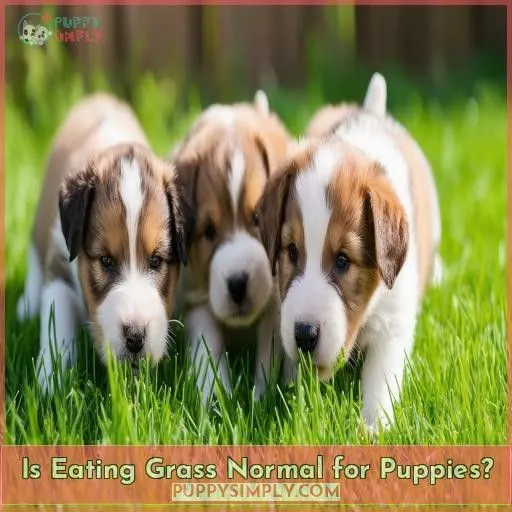 Is Eating Grass Normal for Puppies