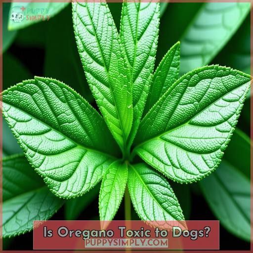 Is Oregano Toxic to Dogs