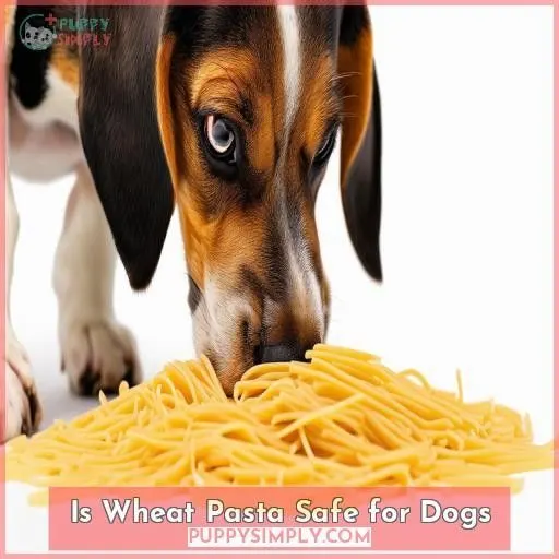 Is Wheat Pasta Safe for Dogs