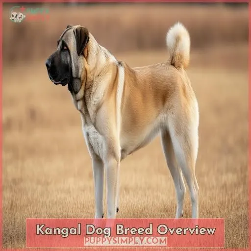 Kangal Dog Breed Overview