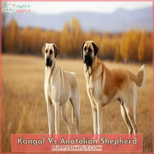 Kangal Vs Anatolian Shepherd