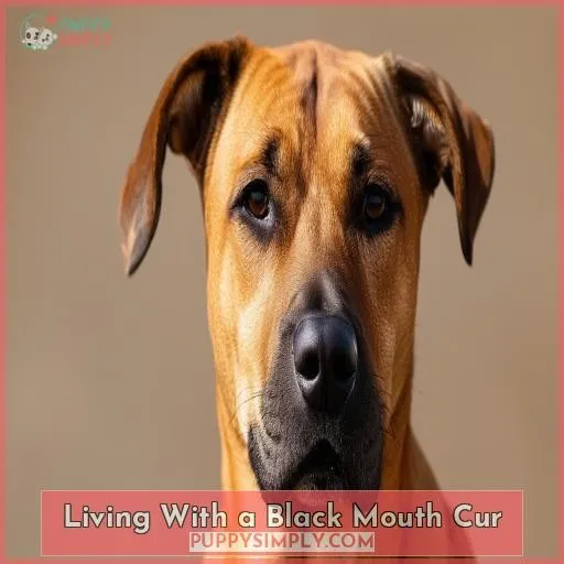 Living With a Black Mouth Cur
