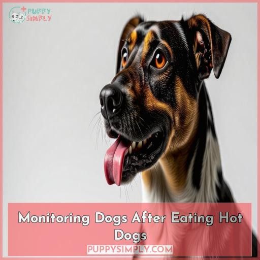 Monitoring Dogs After Eating Hot Dogs