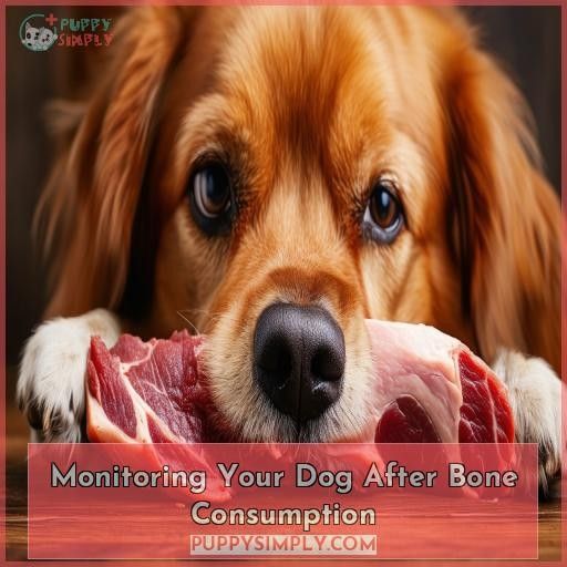 Monitoring Your Dog After Bone Consumption