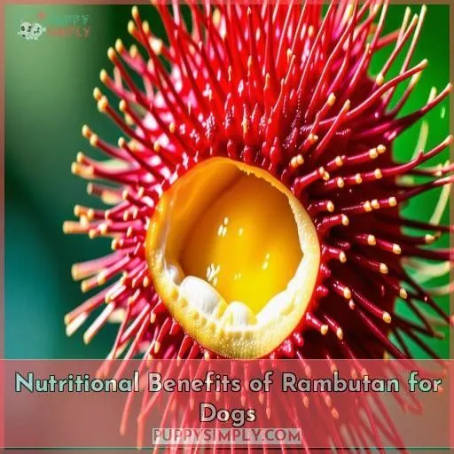 Nutritional Benefits of Rambutan for Dogs