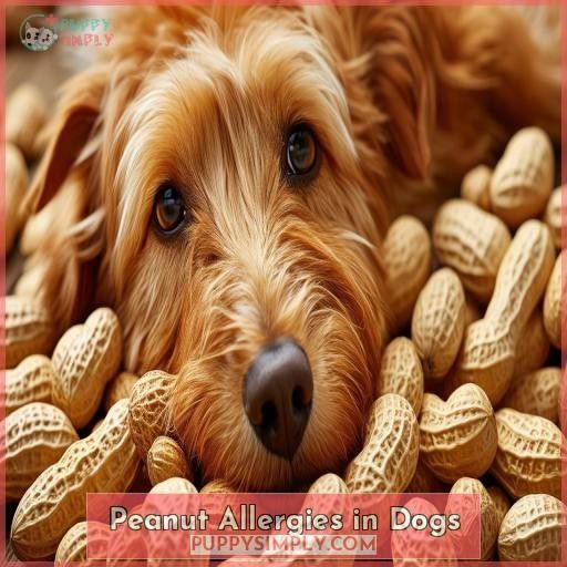 Peanut Allergies in Dogs
