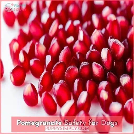 Pomegranate Safety for Dogs