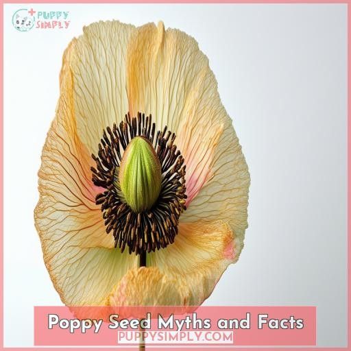 Poppy Seed Myths and Facts