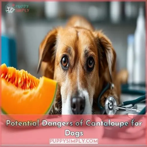 Potential Dangers of Cantaloupe for Dogs