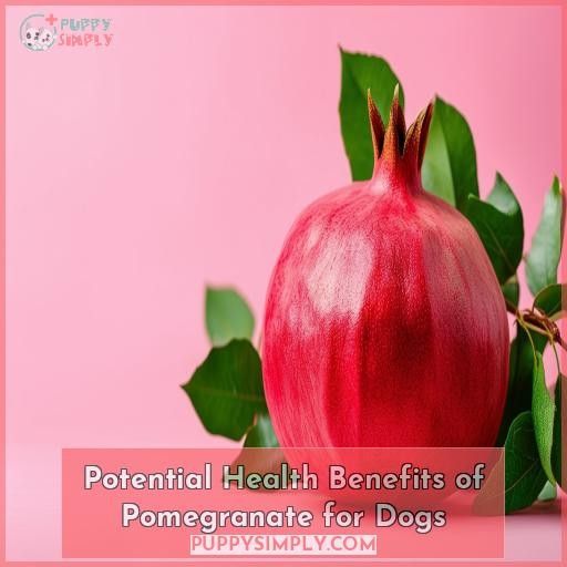 Potential Health Benefits of Pomegranate for Dogs