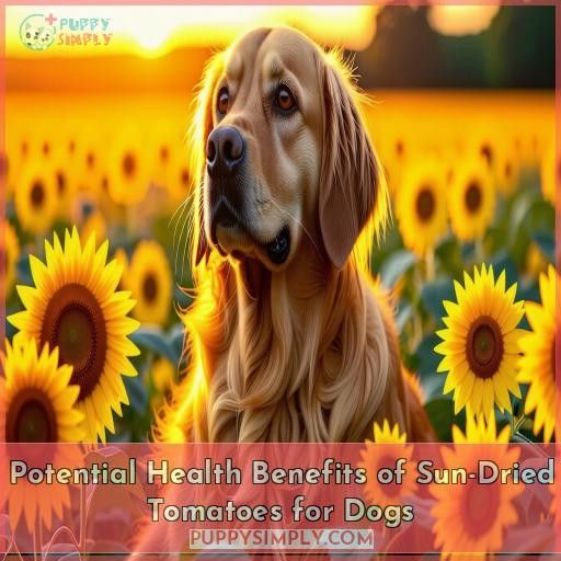 Potential Health Benefits of Sun-Dried Tomatoes for Dogs