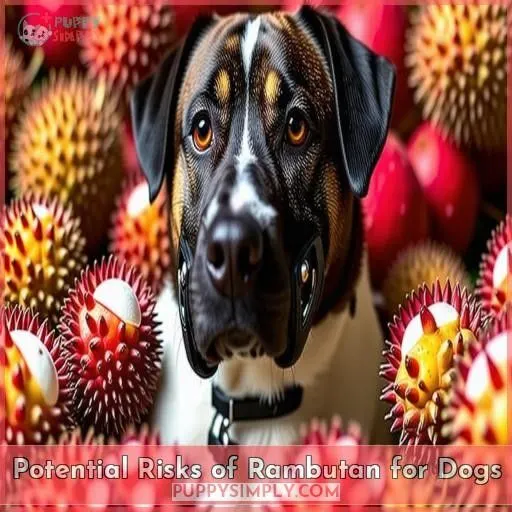 Potential Risks of Rambutan for Dogs