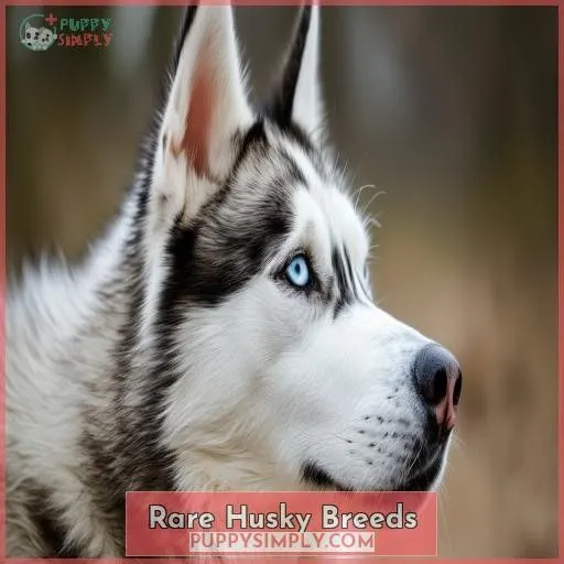 Rare Husky Breeds