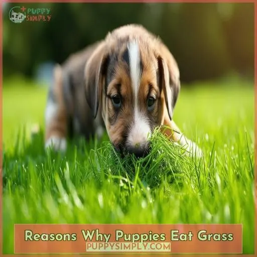 Reasons Why Puppies Eat Grass