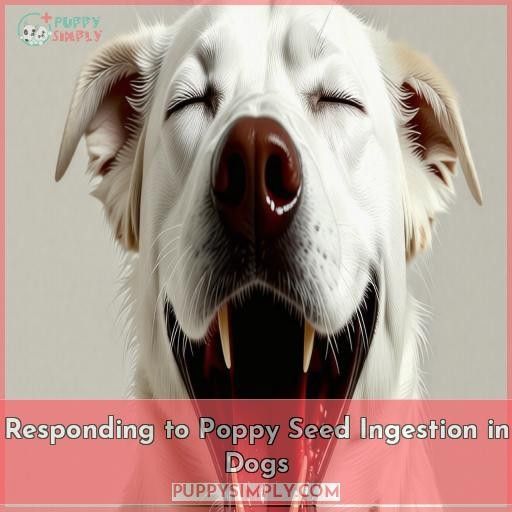 Responding to Poppy Seed Ingestion in Dogs
