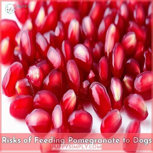 Risks of Feeding Pomegranate to Dogs